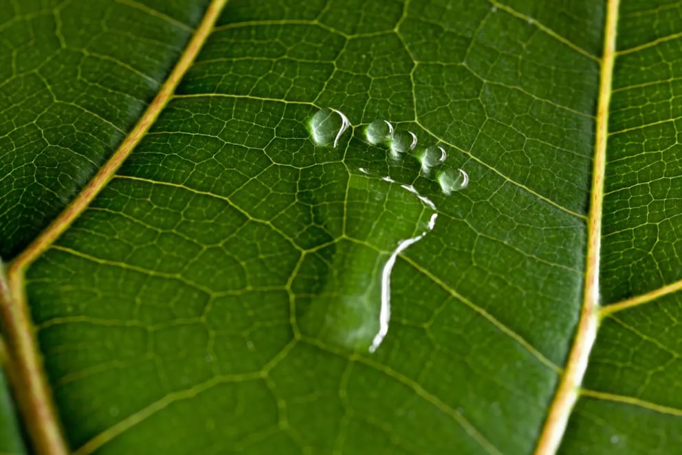 https://25900106.fs1.hubspotusercontent-eu1.net/hubfs/25900106/page%20headers/water%20footprint%20on%20leaf.webp
